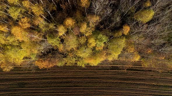 Aerial View of Deforestation Area Agricultural Land. Contact Zone of Birch Forest and Arable Field