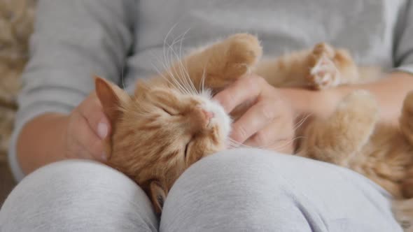 Woman Is Stroking Cute Ginger Cat on Her Knees. Fluffy Pet Purring with Pleasure. Cozy Home.