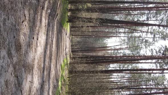 Vertical Video of a Road in the Forest Slow Motion