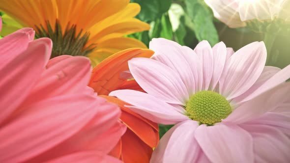 Sweet Flowers Floral Scene, Magnificent Bouquet of Colorful Flowers, View of Bright Colored Pink