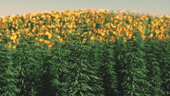 Green Canabis on Marihuana Field Farm