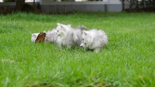 Cute Persian Kittens Playing In The Park