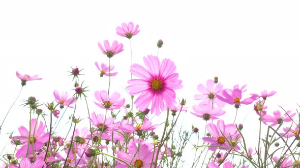 Cosmos Pink Flowers 