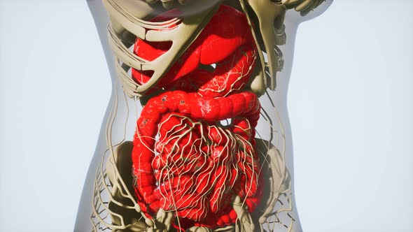 Detailed Human Digestive System Anatomy