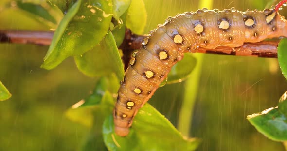Caterpillar Bedstraw Hawk Moth Crawls on a Branch During the Rain