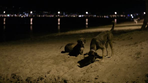 Three stray dogs in the beach by night