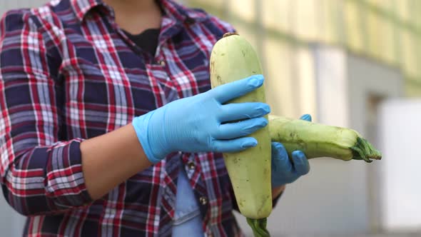 Closeup of a Woman Farmer in Blue Gloves Holding Fresh Zucchini in Greenhouses