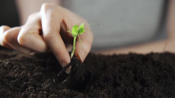 Closeup of an Elderly Woman's Hands with an Apple Tree Sprout