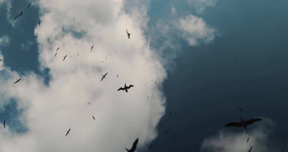 Looking straight up at marine birds at Wolf Island in Galapagos Islands, slowly circling