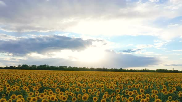 Sunset At The Sunflower Field Aerial View 10