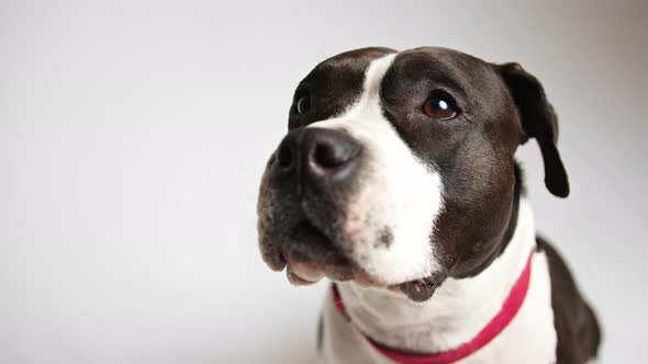 Black and White Bulldog with Opened Mouth Looking Up Studio Shot Medium Shot Grey Background Pet Dog