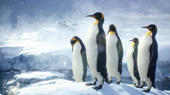 Penguins