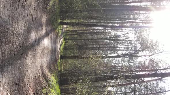 Vertical Video of a Road in the Forest