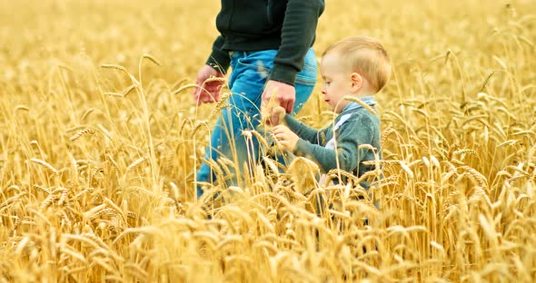 Son Walks with Dad Along the Wheat Field Dad Holds His Son By the Hand and Leads Him Across the