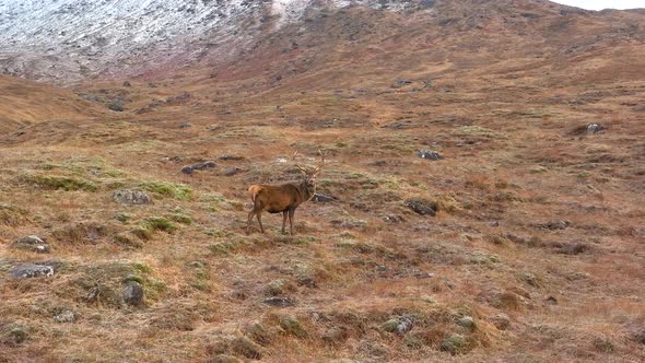 Majestic Red Deer Stag in Scotland Slow Motion