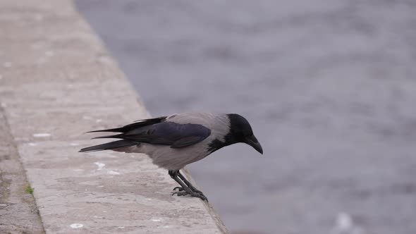 Crow on a River Quay