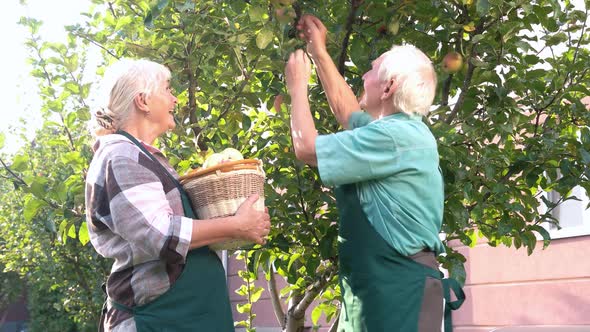 Two Senior People Picking Apples.