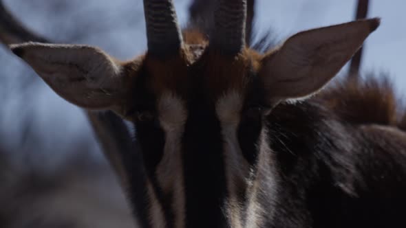 Gemsbok close up horns in african safari