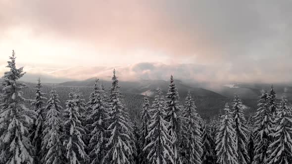 Aerial Flying Above Winter Forest in Mountain Valley at Sunrise