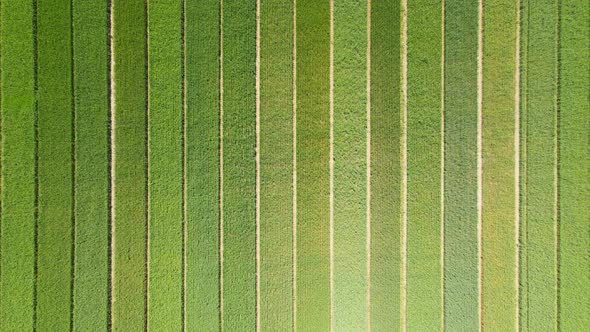 Fly Over the Fields with Old Dalyankas of Young Varieties of Wheat and Wheat