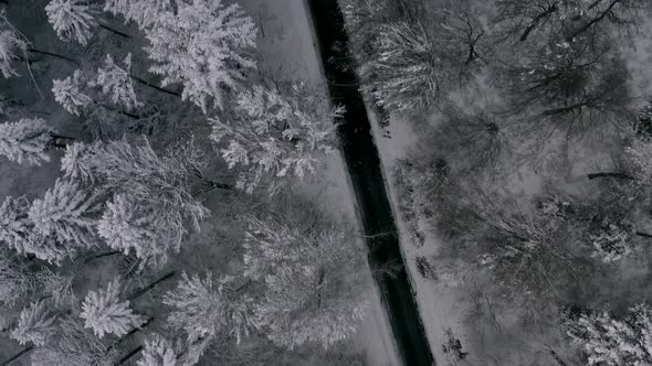 Street in a winter theme - following the road by flying forward over a snowy tree framed asphalt tra