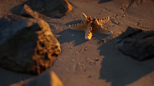 Starfish on Sandy Beach at Sunset