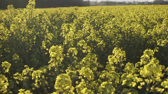 Blooming Rapeseed Field 31