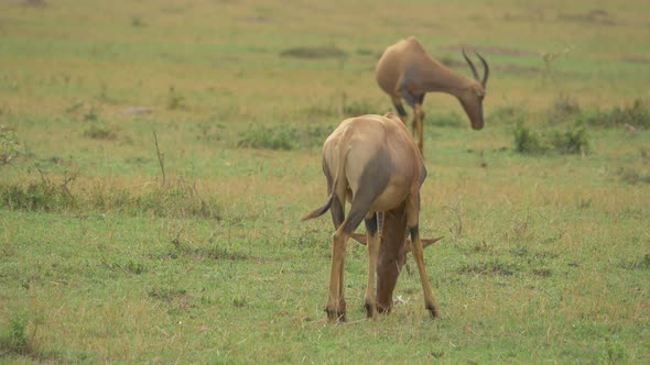 Two Topi antelopes grazing