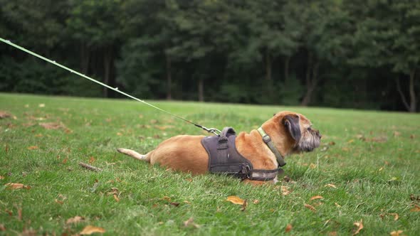 Terrier dog on a leash resting in a park wide shot