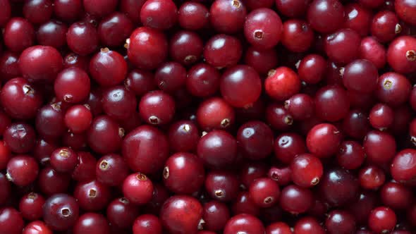Harvest the red fresh cranberry, close up. Red berries background, rotates