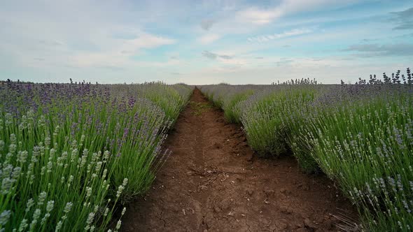 Spring lavender field