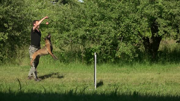 Dog Is Jumping To Snatch a Ball.