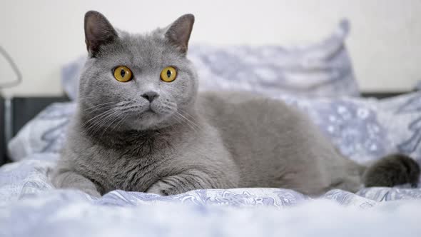 Gray Fluffy British Cat Lies in Room on the Bed Looking at the Camera Resting