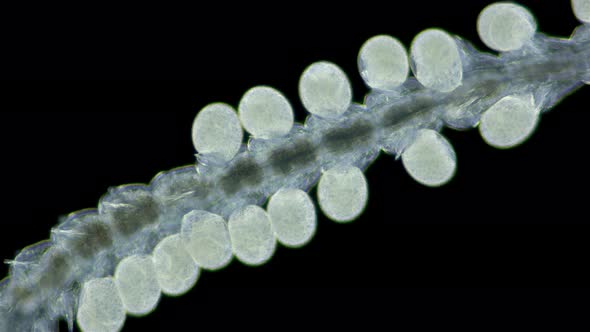 Worm family Syllidae under a microscope, Polychaeta class, Exogoninae Subfamily