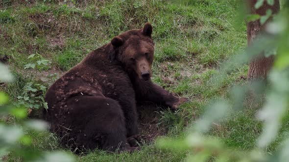 Brown bear (Ursus arctos) in the forest