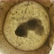 Movement of an Embryo in the Egg Casule of the Snail Gastropoda Under a Microscope, of the Family - VideoHive Item for Sale