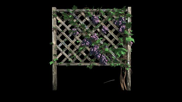 Grape vine Grow in Fence