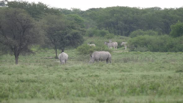 Two rhinos grazing at Khama Rhino Sanctuary