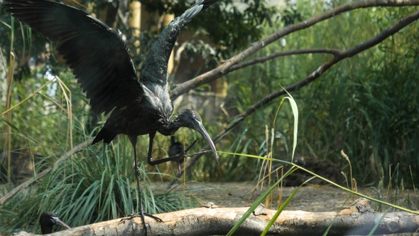 Plegadis falcinellus bird spreading wings.