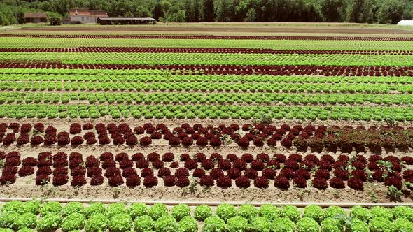 Aerial view of lettuce agriculture in Correze, France.