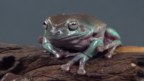 Australian Green Tree Frog Sitting on Wooden Snag in Black Background. Close Up