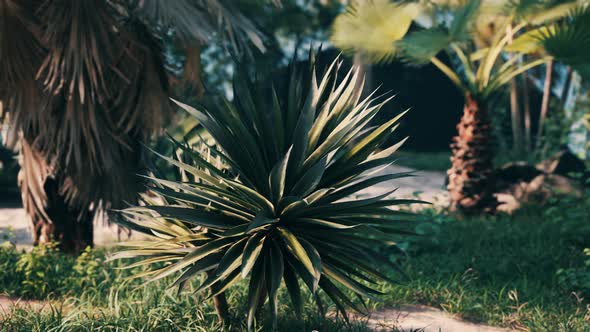 Tropical Palms and Plants at Sunny Day