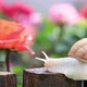 Snail - VideoHive Item for Sale