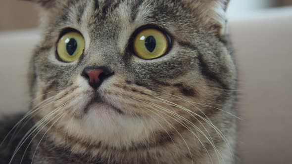 Muzzle of a Gray Fold Cat Closeup