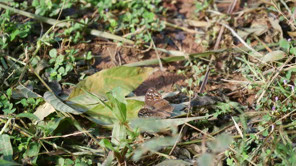 Brown butterfly in the forest 