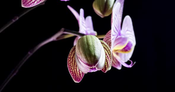 Beautiful Pink Orchid Flowers Blooming on Black Background Closeup