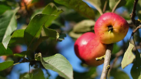 Apple Tree with Two Red Apples Close Up in the Sunlight
