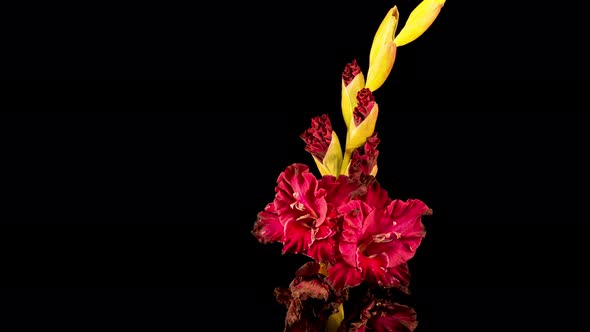 Time lapse of Red Gladiolus Flower Wilt