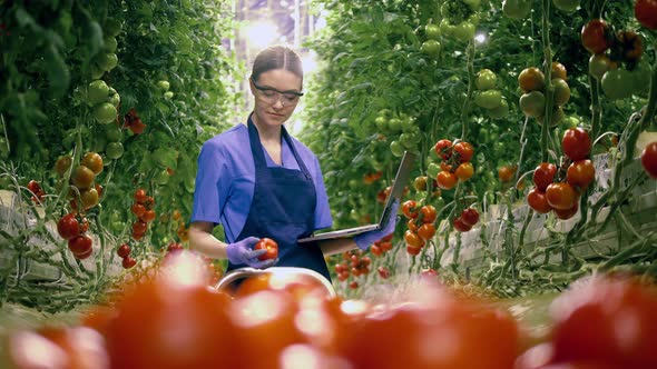 A Gardener Checks Tomatoes, Working with Laptop. Agricultural Industry, Fresh Vegetables Concept.