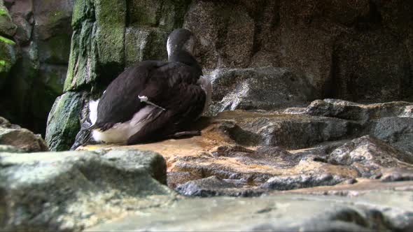 Common Guillemot bird yawns on the shore, close up shot